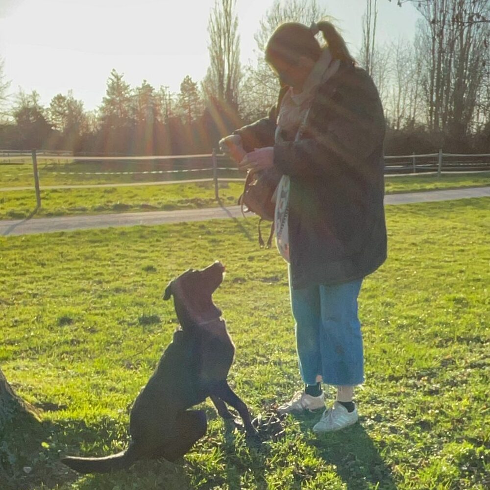 Frau mit Hund. Hundeerziehung. Hund auf dem Feld
