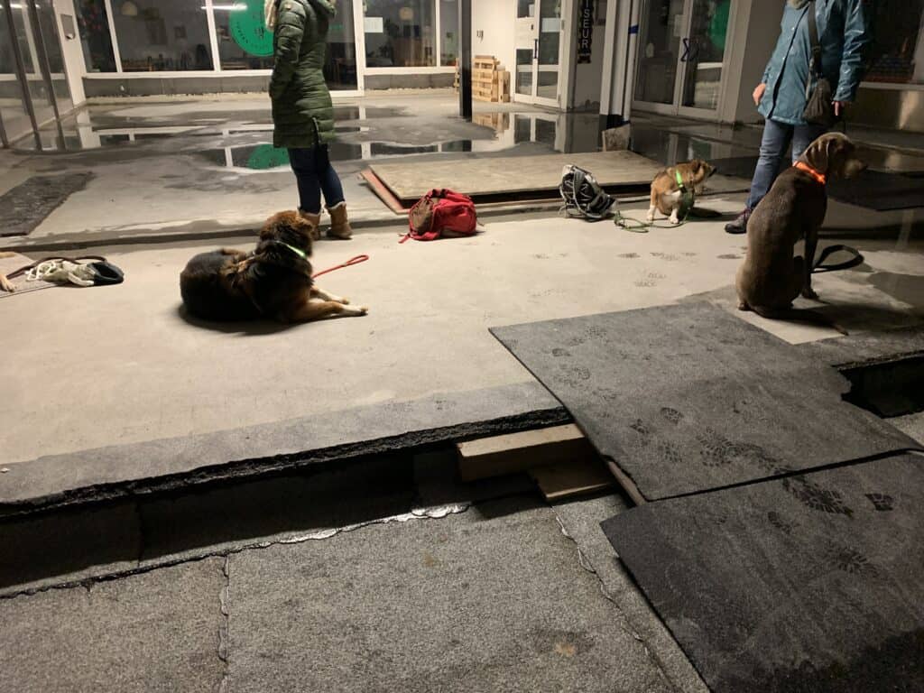 Hund im dunklen, liegend, liegender Hund, dunkel, Straße, Leine, bleiben, Hundetraining