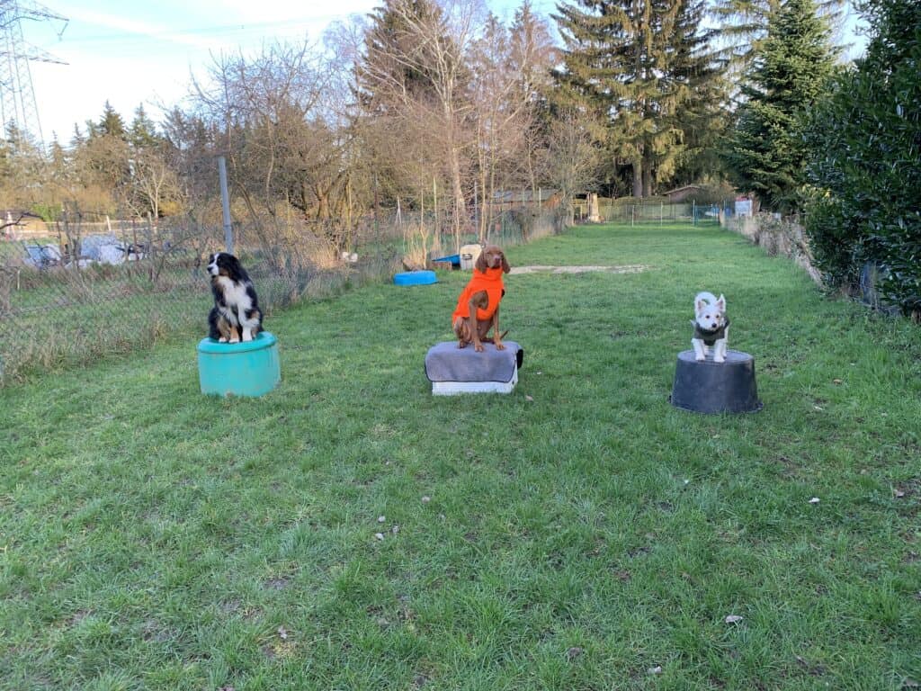Hunde sitzen auf Tonne, Hundezirkus, Hundtraining, Gruppenübung, bleiben, grüne Wiese, Hunde, Herbst