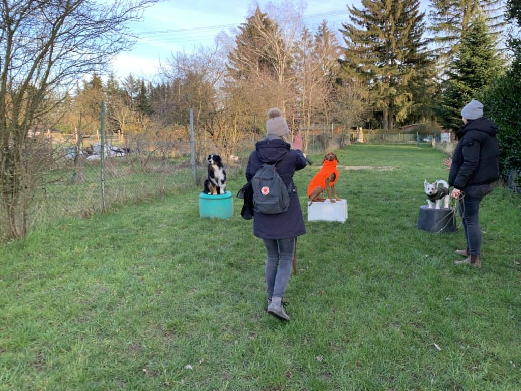 Gruppentraining, Bleib, Sitz, Hundetraining, Angebot, Hundetraining Samira Spinelli