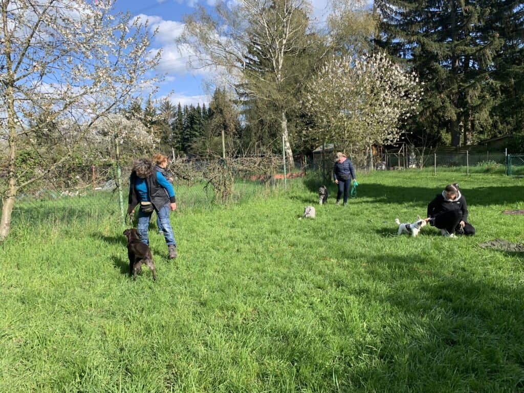 Gruppentraining, Hundetraining, Angebot, Hundeschule, draußen, Wiese, Hunde, Hundegruppe