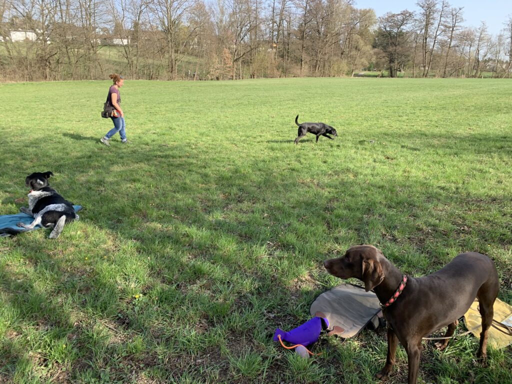 Hundetraining, Spurensuche mit Hunden, Suche Hunde, Dummy, Schleppe, Fährte, Hundegruppe im freien, grüne Wiese