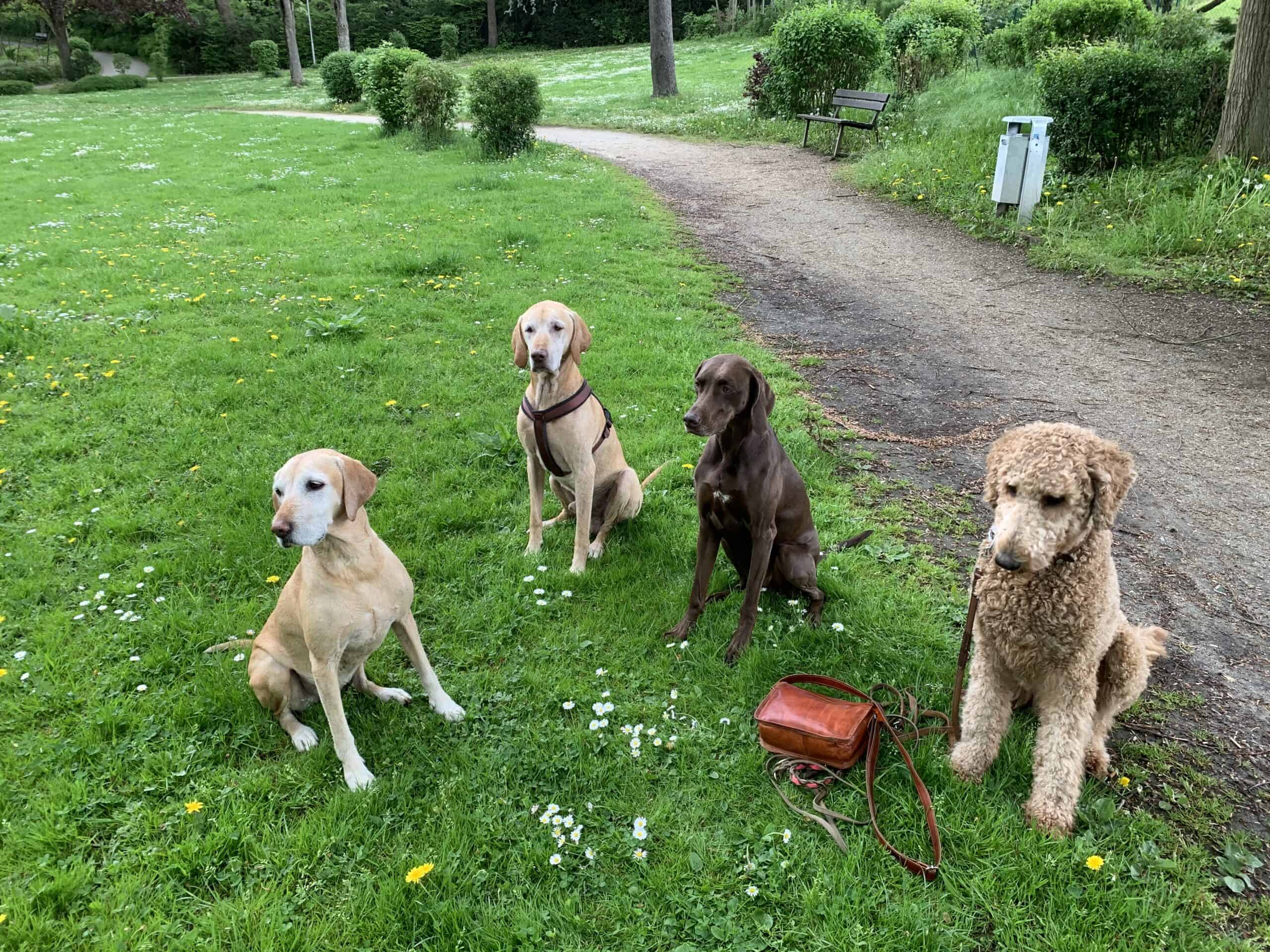 4 Hunde sitzen und bleiben Hunde auf der Wiese sitzen, im Sitz, Hunde Kommando sitz, grünes Gras, Hundeerziehung, Hundetraining