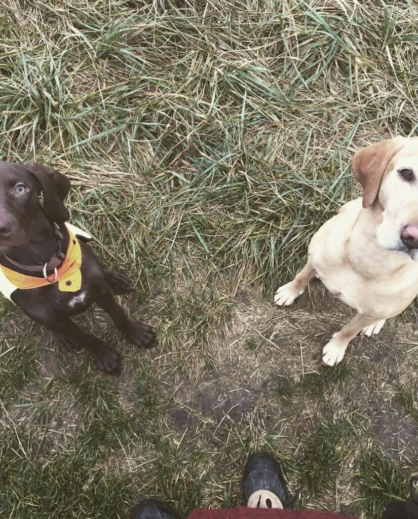 Labrador in hell mit dunkelbraunem Welpen, Welpe, Hundewelpe braun, Welpenschule, Welpentraining, Welpenerziehung