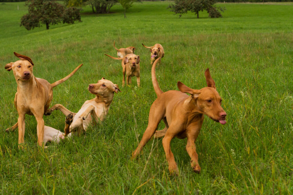 Junghunde, vier Hunde, welpen, Hundetraining, Mischlinge, Welpenschule, Hundeschule, Hundeerziehung, Angebot Samira Spinelli