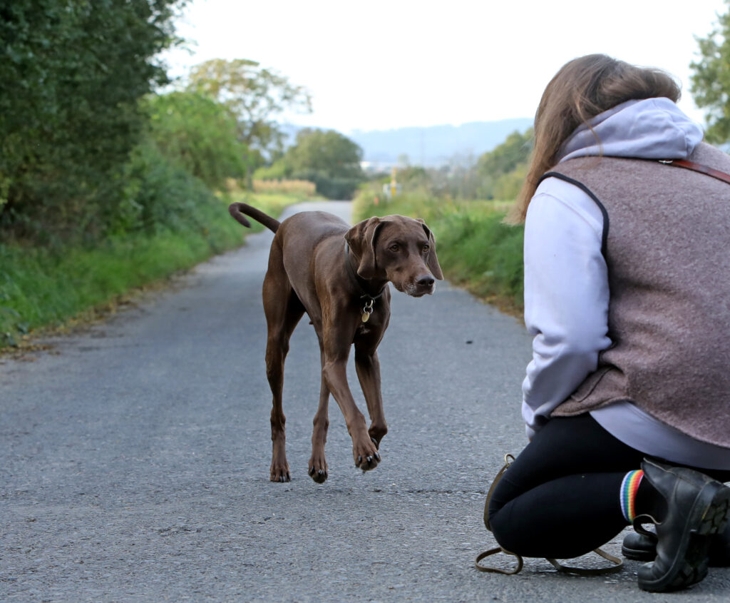 Hundetraining, Einzeltraining, Junghunde, Pubertät Hunde, brauner Hund, Hocke, Hund kommt, Körpergeste