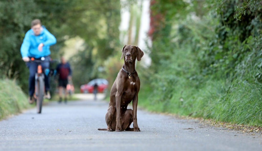 Einzeltraining, Fahrradfahrer, Hund, Hundetraining, Feldweg, Sitz, Bleib, Frankfurt