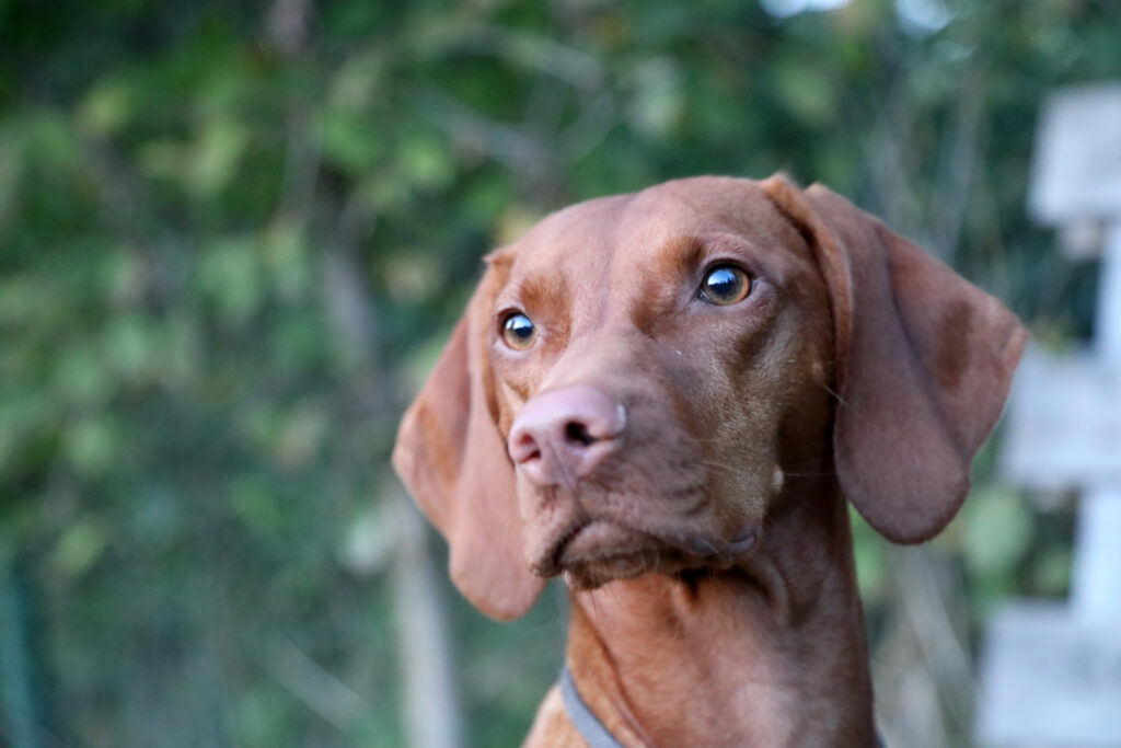 Viszla, Magyar viszla, ungarischer Jagdhund, Hündin, braun, Kontakt, Blickkontakt, Angebot Hundetraining, Hundgelände,